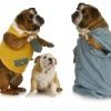 12121014-cure-veterinarie–bulldog-inglese-genitori-a-parlare-con-il-bambino-bulldog-veterinario-a-guardare