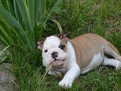 Ares
